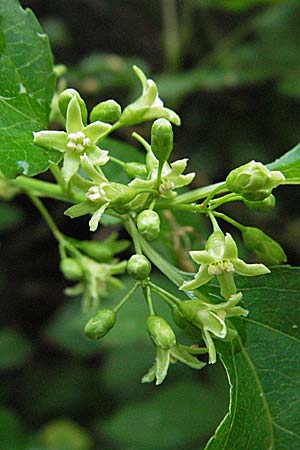 Celastrus orbiculatus / Staff Vine, D Sandhausen 7.5.2007