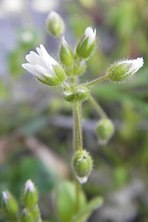 Cerastium glomeratum, Sticky Mouse-Ear Cerastium glomeratum, Sticky Mouse-Ear