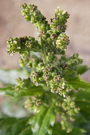 Chenopodium rhombifolium \ Sgeblttriger Gnsefu / Serrate-Leaved Goosefoot, D Mannheim 3.11.2008