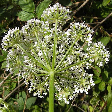 Chaerophyllum hirsutum \ Berg-K�lberkropf / Hairy Chervil, D Kempten 22.5.2009
