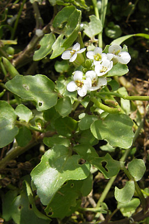Cardamine hirsuta \ Vielst&auml;ngeliges Schaumkraut, Behaartes Schaumkraut / Hairy Bitter-Cress, D Heidelberg 6.9.2009