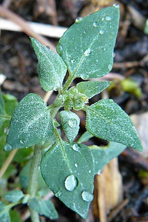 Chenopodium vulvaria / Stinking Goosefoot, Notchweed, D Botan. Gar.  Universit.  Mainz 13.9.2008
