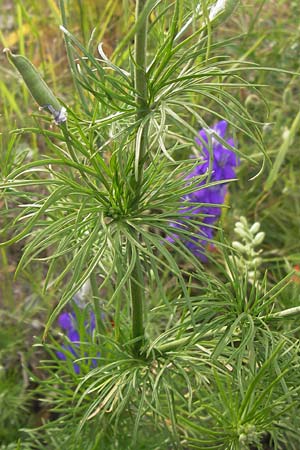 Delphinium ajacis \ Garten-Rittersporn, D Mannheim 20.6.2013
