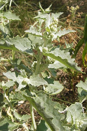 Atriplex rosea \ Rosen-Melde / Tumbling Orache, D Th&uuml;ringen, Drei Gleichen 6.8.2013