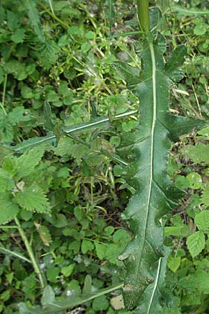 Cirsium arvense \ Acker-Kratzdistel, D Mannheim 15.6.2006