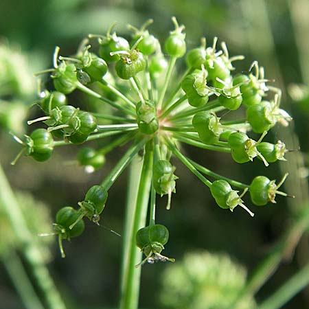 Cicuta virosa \ Wasser-Schierling / Cowbane, Water Hemlock, D Leimersheim 10.7.2008