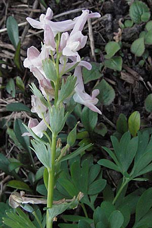 Corydalis solida \ Fester Lerchensporn, Gefingerter Lerchensporn / Bird in a Bush, D Weinheim an der Bergstra&szlig;e 28.3.2007