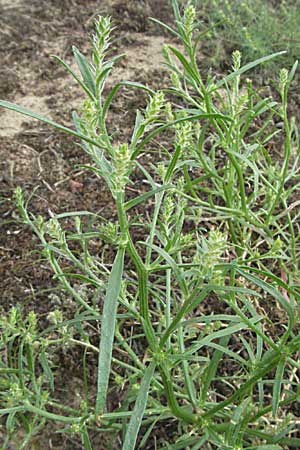 Corispermum leptopterum \ Schmalflgeliger Wanzensame / Bugseed, D Mannheim 17.8.2007