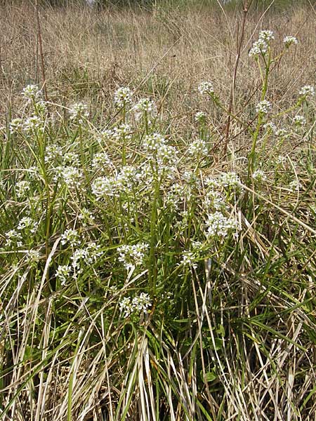 Cochlearia pyrenaica \ Pyrenen-Lffelkraut, D Krumbach 8.5.2010