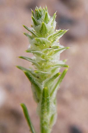 Corispermum leptopterum \ Schmalflgeliger Wanzensame / Bugseed, D Heidelberg 2.8.2012