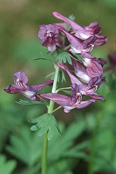 Corydalis solida \ Fester Lerchensporn, Gefingerter Lerchensporn / Bird in a Bush, D Weinheim an der Bergstra&szlig;e 15.4.2006