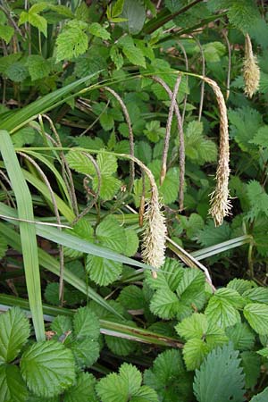 Carex pendula s.str. \ Westliche H&auml;nge-Segge / Western Pendulous Sedge, Western Hanging Sedge, D Odenwald, Mitlechtern 11.5.2013