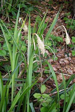Carex pendula s.str. \ Westliche H&auml;nge-Segge / Western Pendulous Sedge, Western Hanging Sedge, D Odenwald, Mitlechtern 11.5.2013