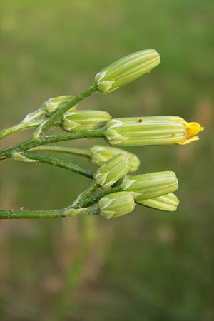 Crepis pulchra / Small-Flowered Hawk's-Beard, D Wiesloch 22.8.2013