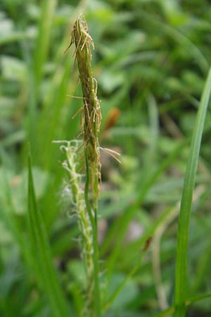 Carex sylvatica \ Wald-Segge / Wood Sedge, D Bruchsal 9.4.2011