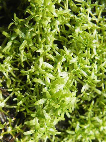 Callitriche palustris s.l. \ Sumpf-Wasserstern / Marsh Water Starwort, D Oberstdorf 22.6.2011