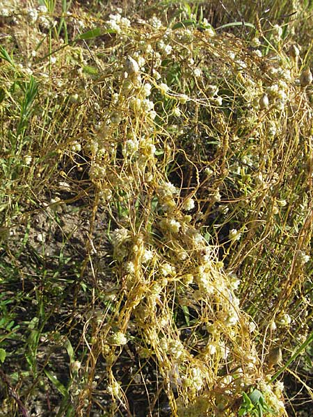 Cuscuta epilinum \ Flachs-Seide / Flax Dodder, D Botan. Gar.  Universit.  Mainz 4.8.2007