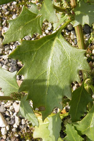 Chenopodium rhombifolium \ Sgeblttriger Gnsefu / Serrate-Leaved Goosefoot, D Mannheim 21.9.2013