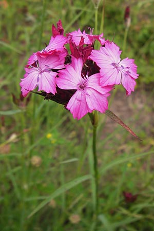 Dianthus giganteus \ Riesen-Nelke / Giant Pink, D Illingen-Schützingen 22.6.2013