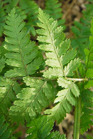 Dryopteris dilatata / Broad Buckler Fern, D Odenwald, Langenthal 18.5.2009