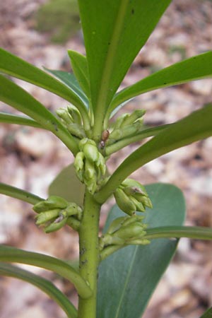 Daphne laureola \ Lorbeer-Seidelbast / Spurge Laurel, D Heidelberg 30.1.2012