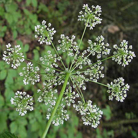Anthriscus nitida / Glossy-Leaved Parsley, D Neuleiningen 16.6.2006