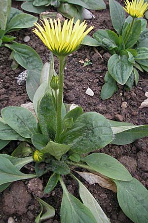 Doronicum hungaricum / Hungarian Leopard's-Bane, D Botan. Gar.  Universit.  Heidelberg 17.3.2007