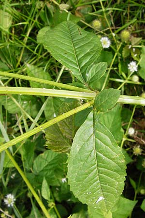 Dipsacus pilosus \ Behaarte Karde, D Gimbsheim 3.8.2014
