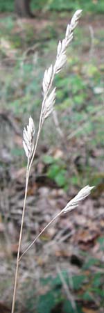 Dactylis polygama \ Wald-Knuelgras, D Bensheim 1.10.2014