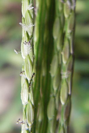 Digitaria sanguinalis \ Blutrote Fingerhirse, D Karlsruhe 24.7.2010