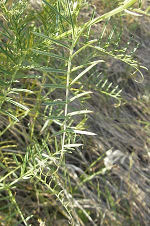 Vicia dalmatica \ Dalmatinische Vogel-Wicke, D Rauenberg 18.5.2011