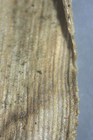 Eragrostis minor \ Kleines Liebesgras / Love Grass, D Mannheim 17.9.2013