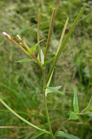 Epilobium ciliatum subsp. adenocaulon \ Dr�siges Weidenr�schen / American Willowherb, D Eberbach 17.7.2012