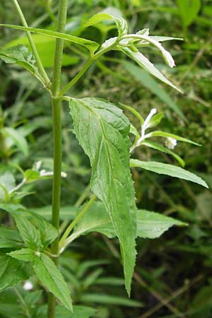 Epilobium ciliatum subsp. adenocaulon \ Dr�siges Weidenr�schen / American Willowherb, D Eberbach 21.7.2012
