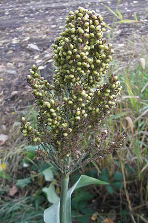 Sorghum bicolor agg. \ Mohrenhirse, Zucker-Hirse / Great Millet, D Waghäusel 10.10.2011