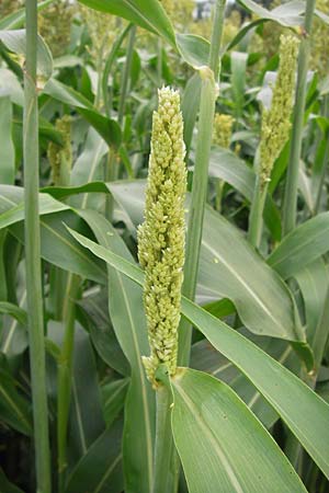 Sorghum bicolor agg. \ Mohrenhirse, Zucker-Hirse / Great Millet, D Achern 28.7.2012