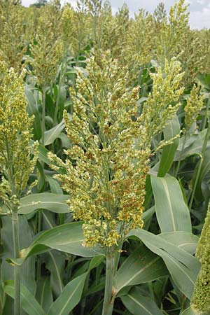 Sorghum bicolor agg. \ Mohrenhirse, Zucker-Hirse / Great Millet, D Achern 28.7.2012