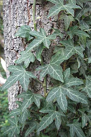 Hedera helix \ Efeu / Ivy, D Sandhausen 31.7.2007