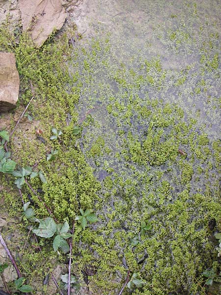 Crassula helmsii \ Nadelkraut, Helms Dickblatt / Swamp Stonecrop, New Zealand Pygmyweed, D Wetter 7.9.2013