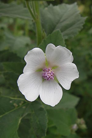 Althaea officinalis \ Eibisch, D Thüringen, Niederdorla 11.8.2013
