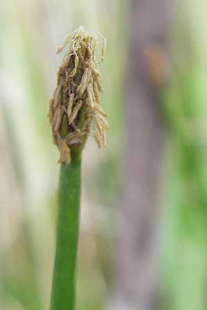 Eleocharis palustris \ Gew�hnliche Sumpfbinse, Gemeine Sumpfsimse / Common Spike Rush, D Hassloch 21.6.2012