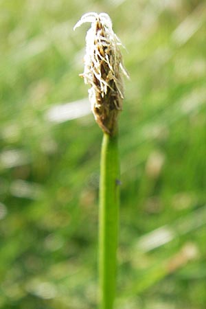 Eleocharis palustris subsp. vulgaris ? \ Gro�fr�chtige Gew�hnliche Sumpfbinse / Common Spike Rush, D Gro&szlig;-Gerau 4.7.2013