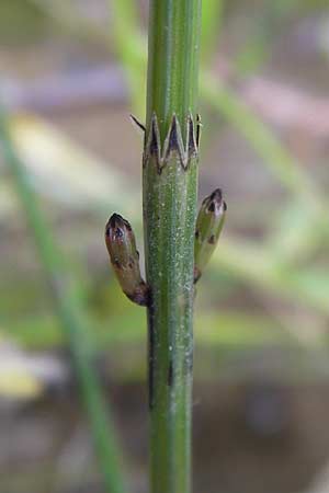 Equisetum x meridionale, Hybrid Horsetail