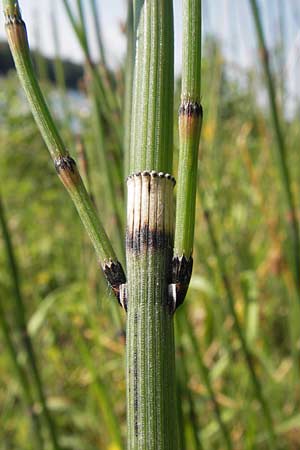 Equisetum x moorei \ Moores Schachtelhalm / Moore's Horsetail, D Ketsch 19.7.2013