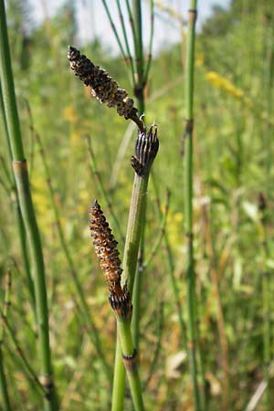 Equisetum x moorei \ Moores Schachtelhalm / Moore's Horsetail, D Ketsch 19.7.2013