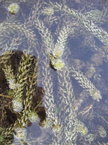 Lagarosiphon major, African Curly-Leaved Waterweed