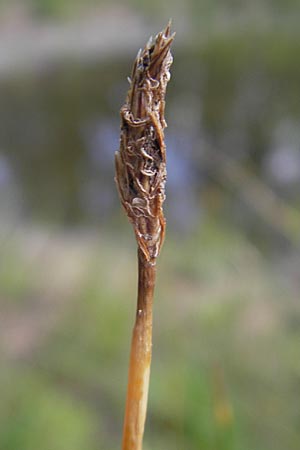 Eleocharis palustris \ Gew�hnliche Sumpfbinse, Gemeine Sumpfsimse / Common Spike Rush, D Hanhofen 25.7.2011