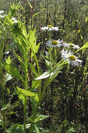 Erigeron annuus / Tall Fleabane, D Waghäusel 30.9.2006