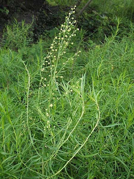 Artemisia dracunculus / Tarragon, D Hemsbach 28.6.2007