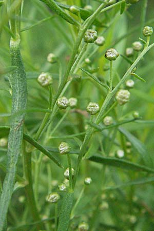 Artemisia dracunculus / Tarragon, D Hemsbach 28.6.2007
